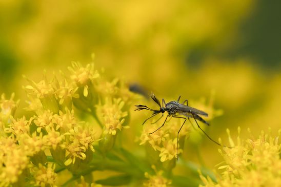 Asiatische Buschmücke       Aedes japonicus      (Hulecoeteomyia japonica )        männlich           ( Sachsen - Anhalt  September  2021 )