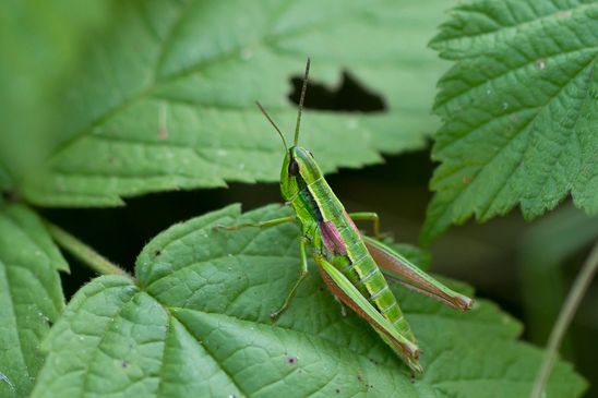 Kleine Goldschrecke         Euthystira brachyptera         weiblich          ( Sachsen-Anhalt August 2026 )