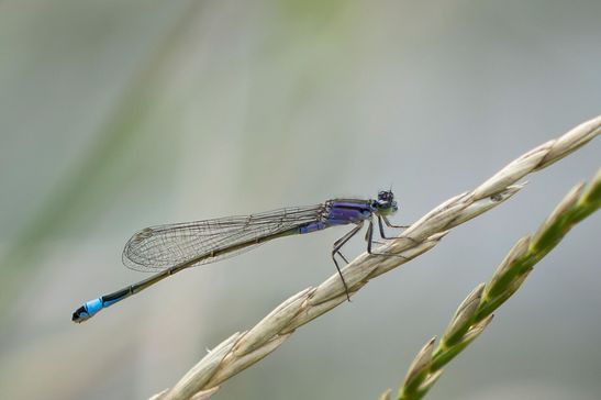 Große Pechlibelle       Ischnura elegans       ( Sachsen-Anhalt August  2023 )