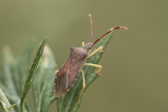 Braune Randwanze      Gonocerus acuteangulatus      ( Sachsen-Anhalt Juli 2020 )           