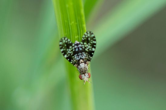 Gepunktete Hornfliege         Trypetoptera punctulata            ( Baden - Württemberg  Juni 2025 )