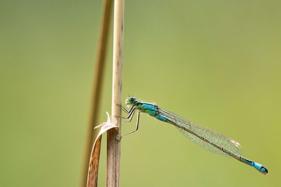 Große Pechlibelle       Ischnura elegans       ( Sachsen-Anhalt August 2023 )