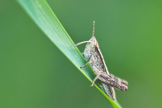 Nymphe noch unbestimmt     ( Baden - Württemberg Juni 2025 ) 