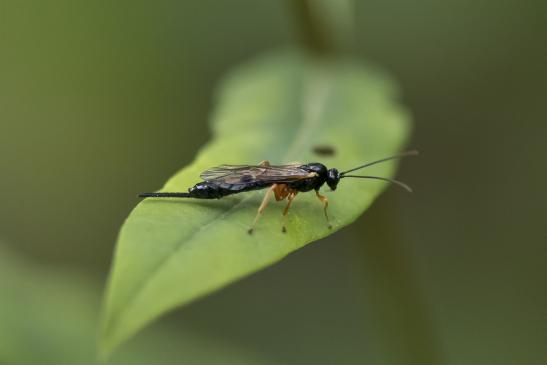 Schwarze Schlupfwespe       Pimpla rufipes       ( Sachsen - Anhalt August 2020 )