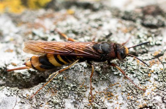 Riesenlaubholzwespe      Tremex fuscicornis      ( Sachsen - Anhalt - August 2023 )