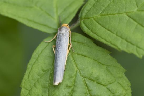 Gelbleib - Flechtenbärchen       Eilema complana       ( Sachsen - Anhalt August 2020 )