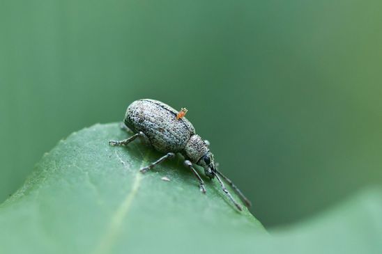 noch unbestimmt          mit Parasit       ( Baden - Württemberg Juni 2025 )