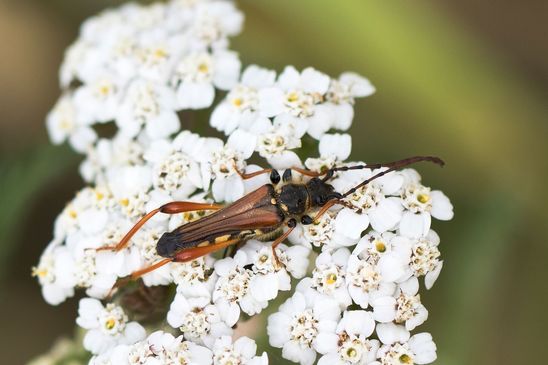 Braunrötlicher Spitzdeckenbock           (Stenopterus rufus)              ( Baden - Württemberg Juni 2026 ) 