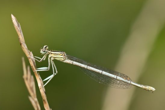  Blaue Federlibelle         Platycnemis pennipes         ( Sachsen-Anhalt August  2023 )