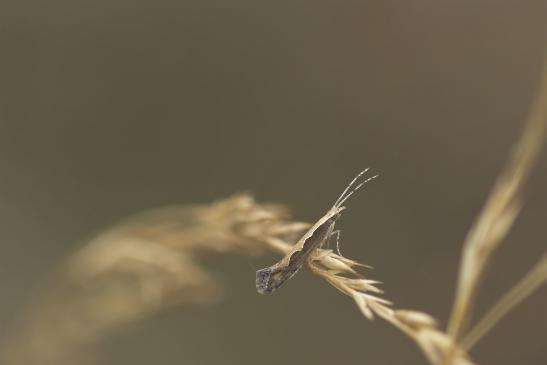 Kohlmotte      Plutella xylostella       ( Sachsen-Anhalt Juli 2020 )  