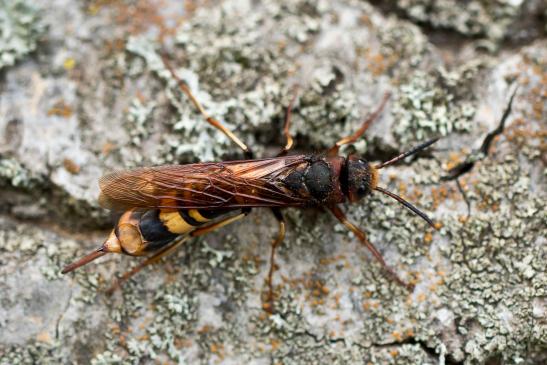 Riesenlaubholzwespe      Tremex fuscicornis      ( Sachsen - Anhalt - August 2023 )