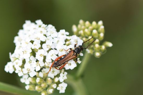 Braunrötlicher Spitzdeckenbock           (Stenopterus rufus)              ( Baden - Württemberg Juni 2026 ) 