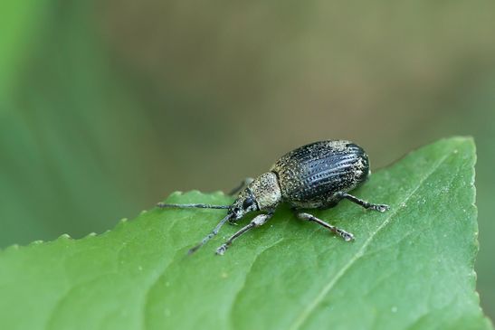 noch unbestimmt          ( Baden - Württemberg Juni 2025 )