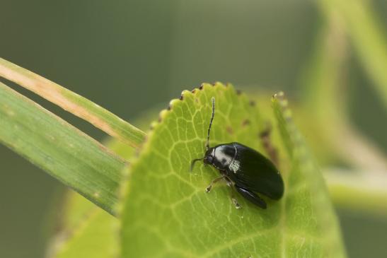 Rapserdfloh      Psylliodes chrysocephala      ( Sachsen-Anhalt Juli 2020 )  