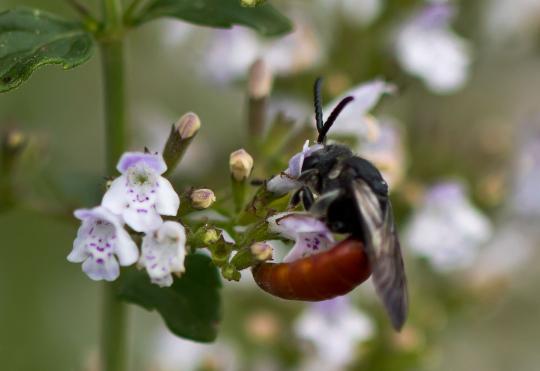 Große Blutbiene        Sphecodes albilabris        ( Brandenburg  August 2023 )