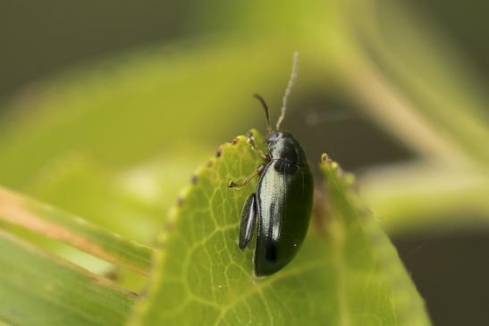 Rapserdfloh      Psylliodes chrysocephala      ( Sachsen-Anhalt Juli 2020 )  