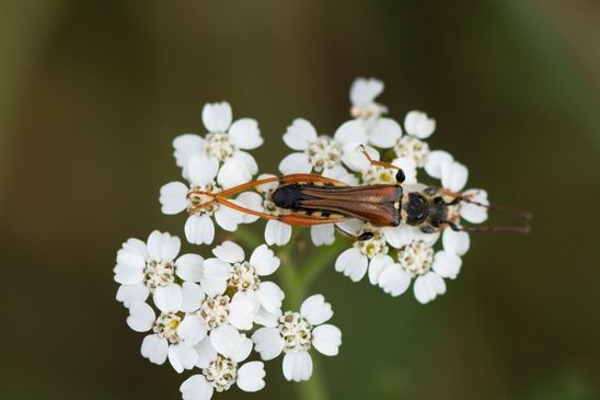 Braunrötlicher Spitzdeckenbock           (Stenopterus rufus)              ( Baden - Württemberg Juni 2026 ) 