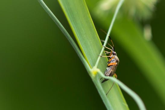 Zweikeulen-Weichwanze         Closterotomus biclavatus      ( Baden - Württemberg Mai 2022 )