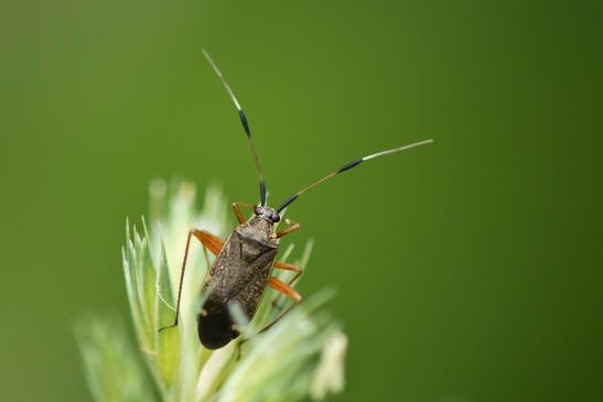 Zweikeulen-Weichwanze       Closterotomus biclavatus       ( Baden - Württemberg Mai 2022 )