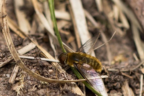 Schweber        Hottentottenfliege      Villa hottentotta          ( Baden - Württemberg  Mai 2022 )   
