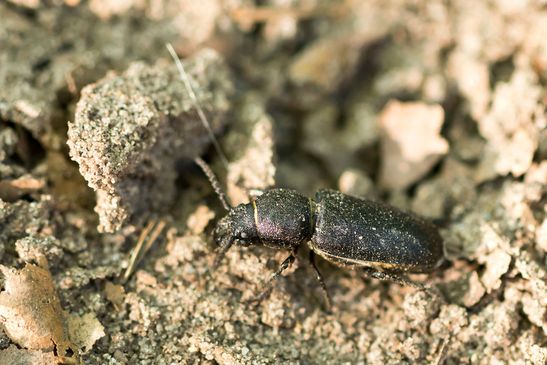 Waldbock         Spondylis buprestoides           ( Baden - Württemberg Juni 2025 )