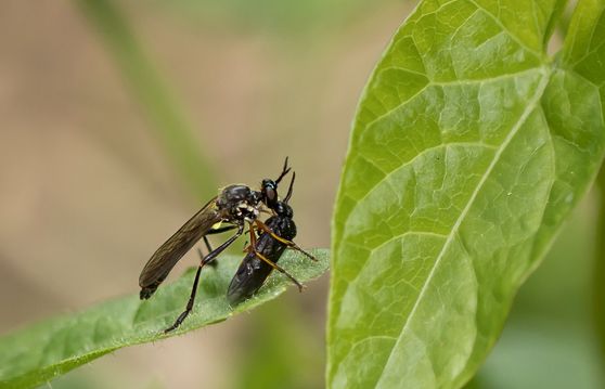 Habichtsfliege    noch unbestimmt             ( Baden - Würtemberg  Mai 2022 )