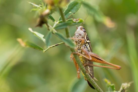 Roesels Beißschrecke       Metrioptera roeselii       ( Brandenburg August 2023 )