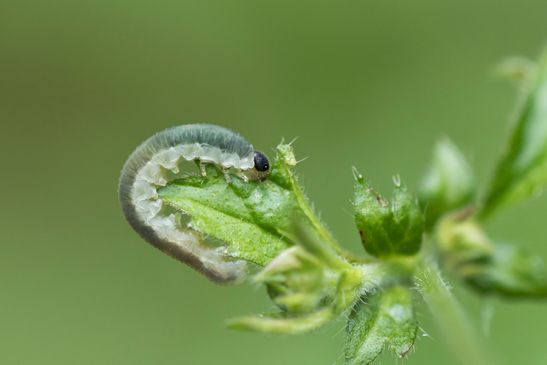 Blattwespenlarve      vermutlich Lärchenblattwespe        Pristiphora erichsonii          ( Baden - Würtemberg Juni 2025 )
