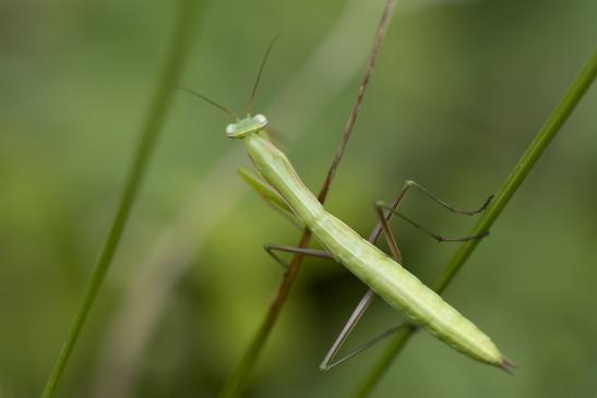 Gemeine Gottesanbeterin     Mantis religiosa      Larve      (Freilebend  am  Stadtrand  von  Halle !!!  Sachsen-Anhalt Juli 2020 )     