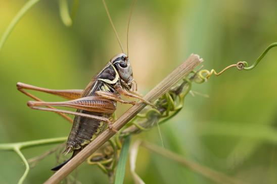 Roesels Beißschrecke       Metrioptera roeselii       ( Brandenburg August 2023 )