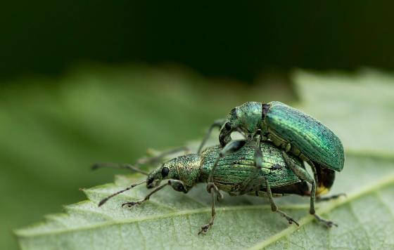 Nessel - Blattrüssler oder Brennnessel - Grünrüssler     Phyllobius pomaceus      ( Baden - Württemberg Mai 2022 )