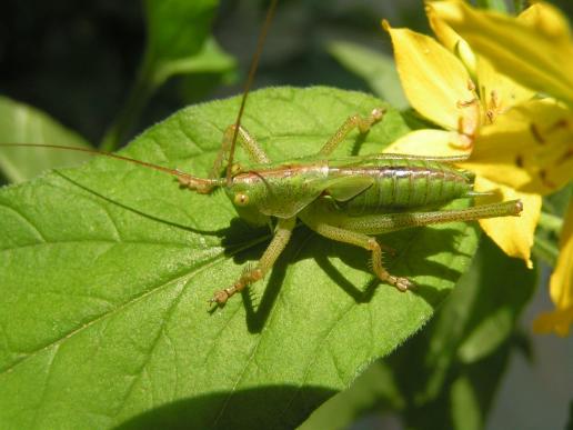 Grünes Heupferd     männlich     ( Larve  )     Tettigonia viridissima  ( Sachsen-Anhalt 2009 )