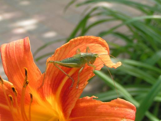 Grünes Heupferd     männlich     ( Larve  )     Tettigonia viridissima  ( Sachsen-Anhalt 2009 )