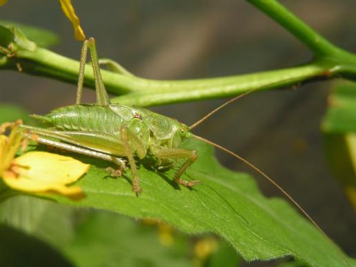 Grünes Heupferd     männlich     ( Larve  )     Tettigonia viridissima  ( Sachsen-Anhalt 2009 )