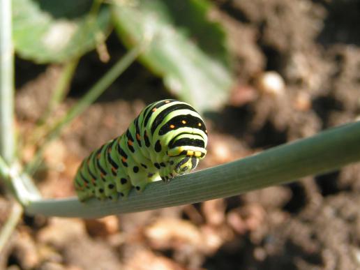 Raupe Schwalbenschwanz     Papilio machaon    ( Deutschland, Brandenburg 2008 )