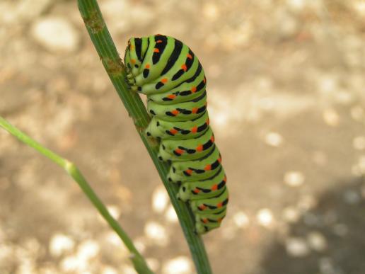 Raupe Schwalbenschwanz     Papilio machaon    ( Deutschland, Brandenburg 2008 )