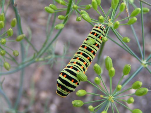 Raupe Schwalbenschwanz     Papilio machaon    ( Deutschland, Brandenburg 2008 )