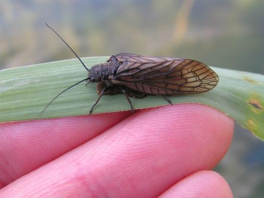 Gemeine Wasserflorfliege bei der Eiablage    Sialis lutaria    ( Sachsen-Anhalt Mai 2008 )