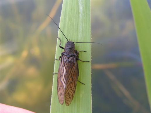 Gemeine Wasserflorfliege     Sialis lutaria    ( Sachsen-Anhalt Mai 2008 )