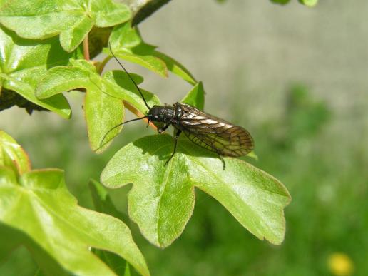 Gemeine Wasserflorfliege     Sialis lutaria    ( Sachsen-Anhalt  Mai 2008 )