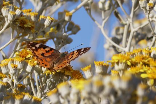 Distelfalter     Vanessa cardui     ( Griechenland, Peloponnes Juni 2019 )