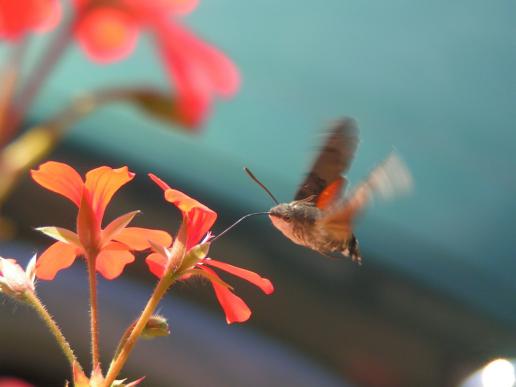 Taubenschwänzchen     Macroglossum stellatarum     ( Thüringen September 2008 )