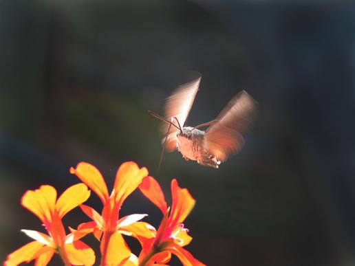 Taubenschwänzchen     Macroglossum stellatarum     ( Thüringen September 2008 )